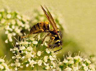 Wasp - pest control services in Southeastern MA