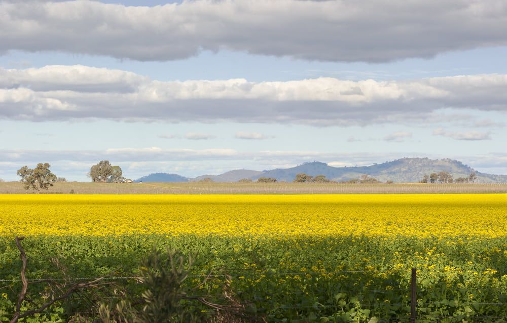 Expansive View of Golden Blooms in a Field in Wangaratta — Border Security Doors & Powder Coating in Wodonga, VIC