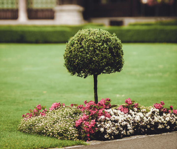 Topiary tree in a flowerbed, with a dark building and green lawn in the background.