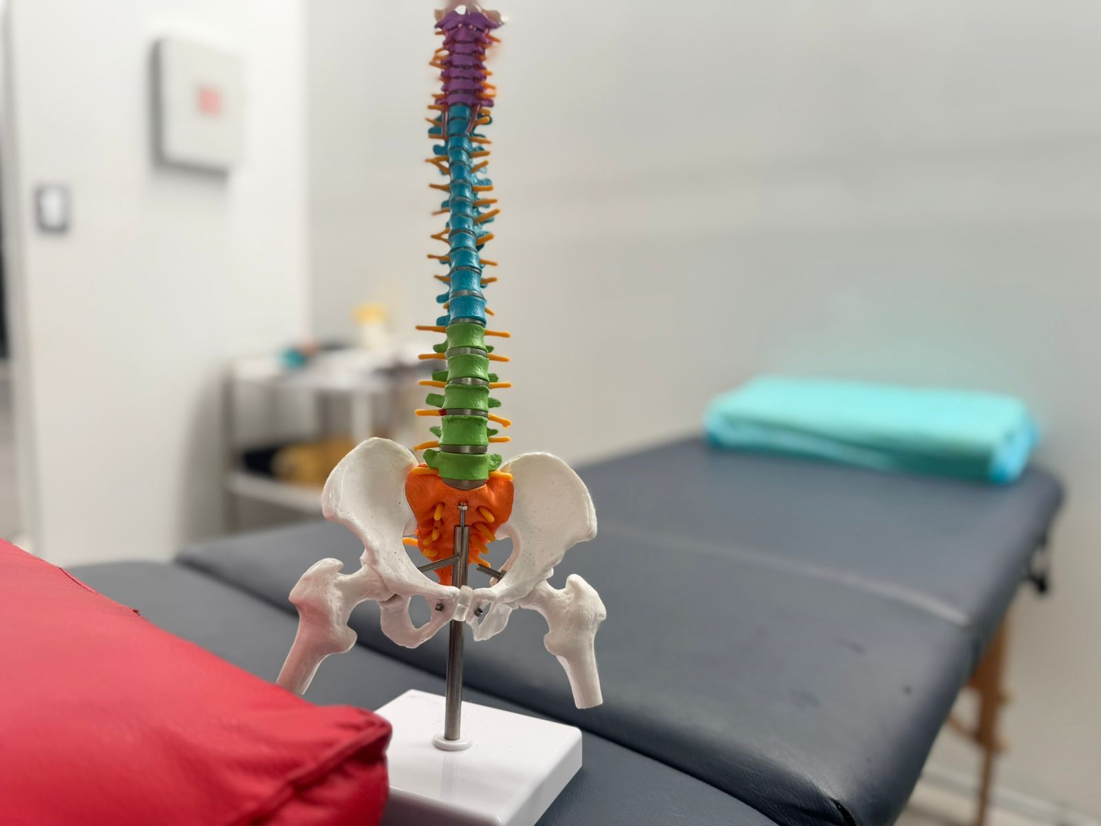 Modelo colorido de columna vertebral sobre un soporte frente a una mesa de masajes en un entorno médico.