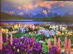 Mountain landscape with brightly colored flowers