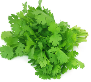 Cilantro