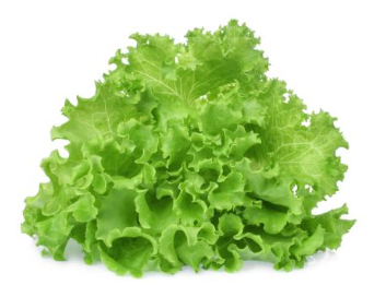 Lechuga crespa