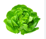 Lechuga Manteca