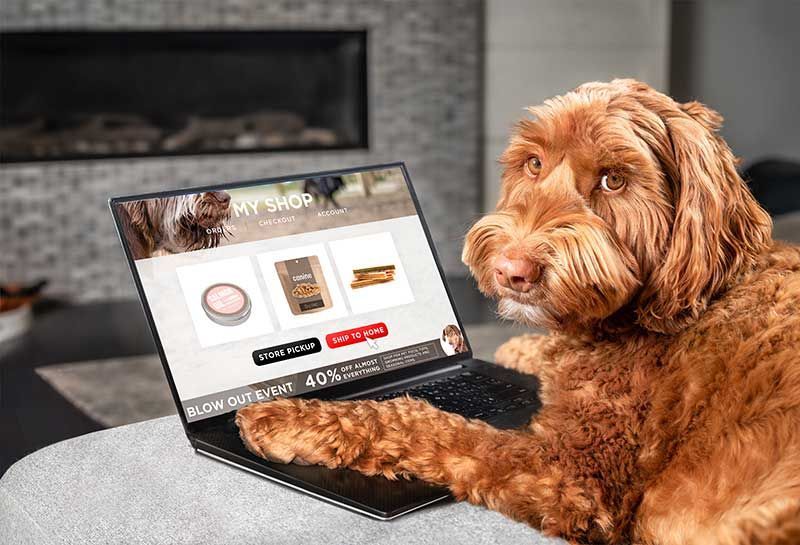 A brown dog is sitting in front of a laptop computer.