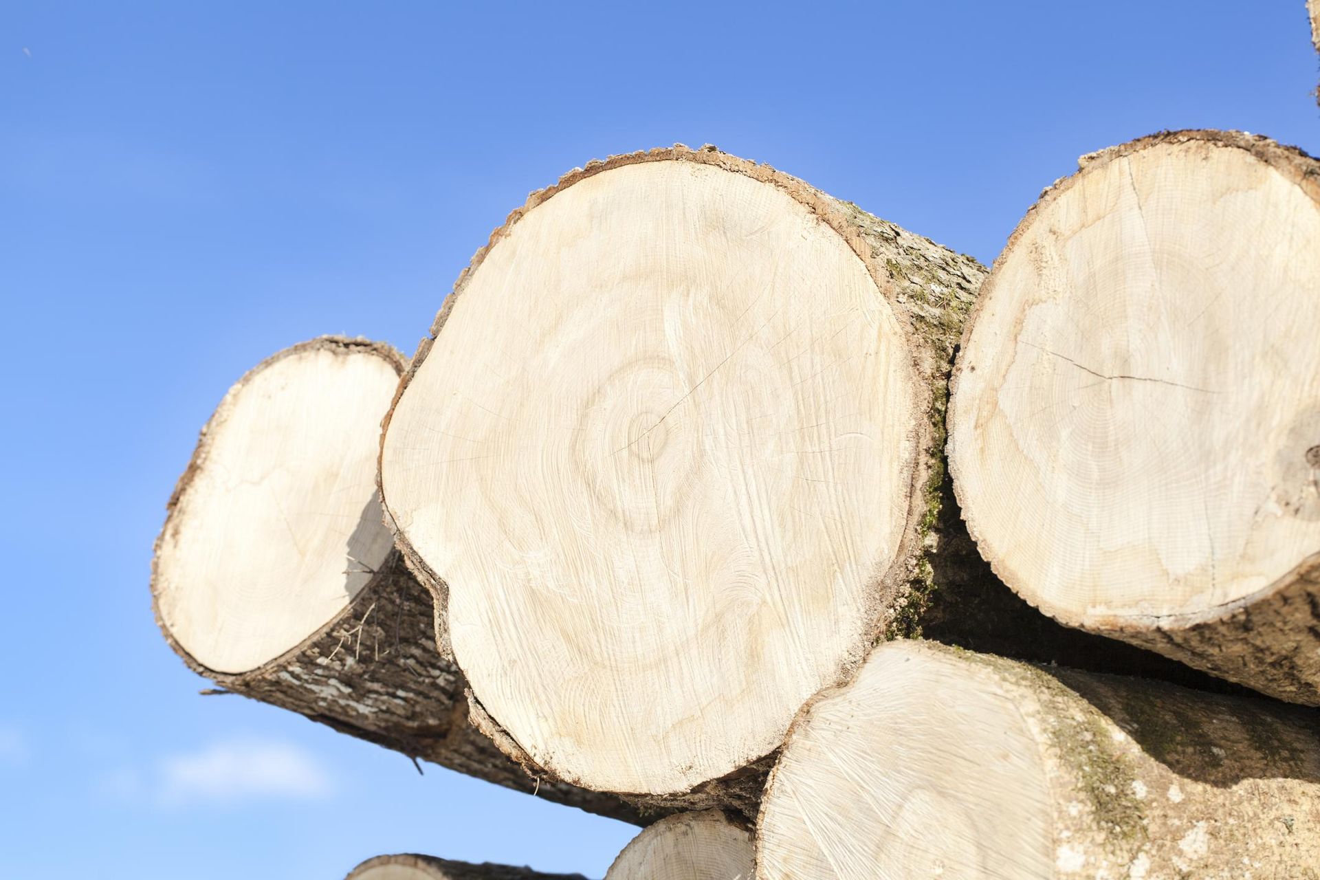A pile of logs with a blue sky in the background