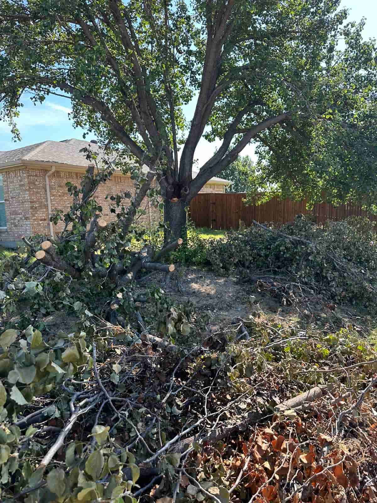A man is cutting a tree with a chainsaw