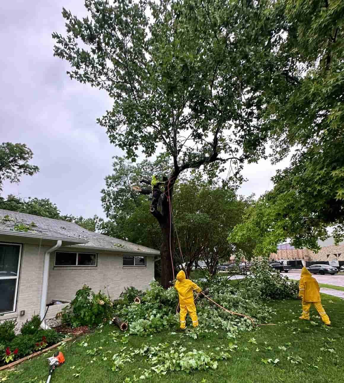 A man is trimming a hedge with a pair of scissors.
