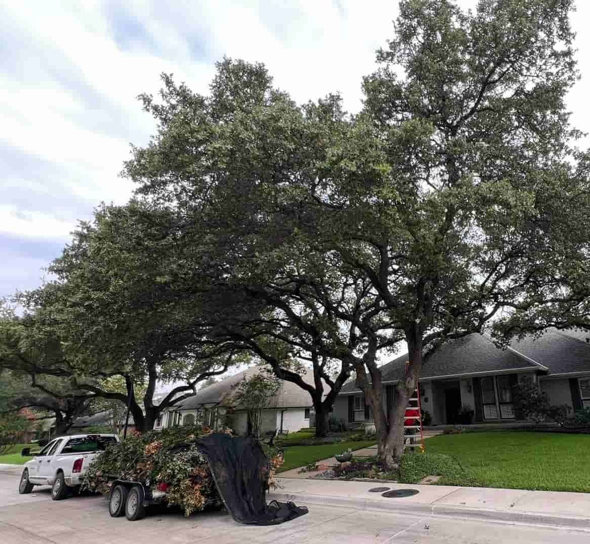 A man is cutting down a tree with a chainsaw.
