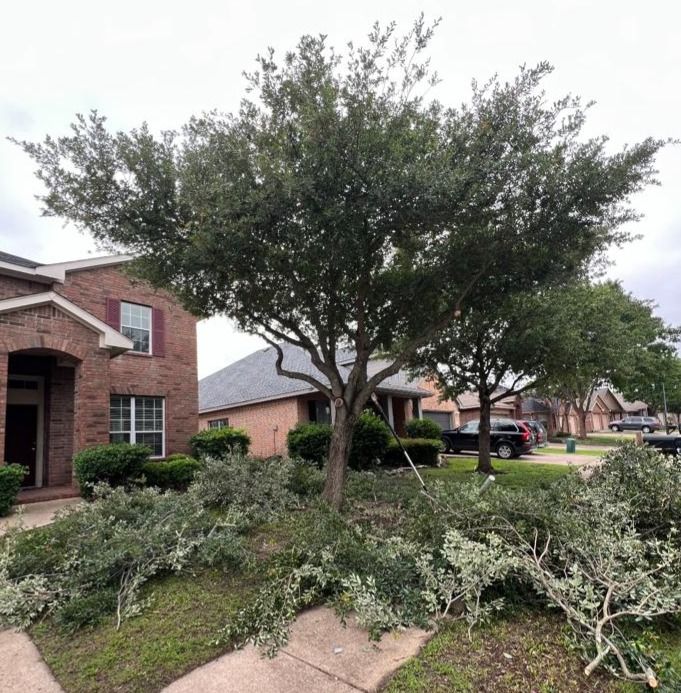 A brick house with a large tree that has been pruned.