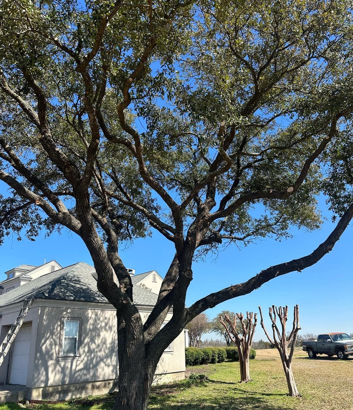 Large tree with a wide trunk and sprawling branches in front of a building and other smaller trees under a blue sky.