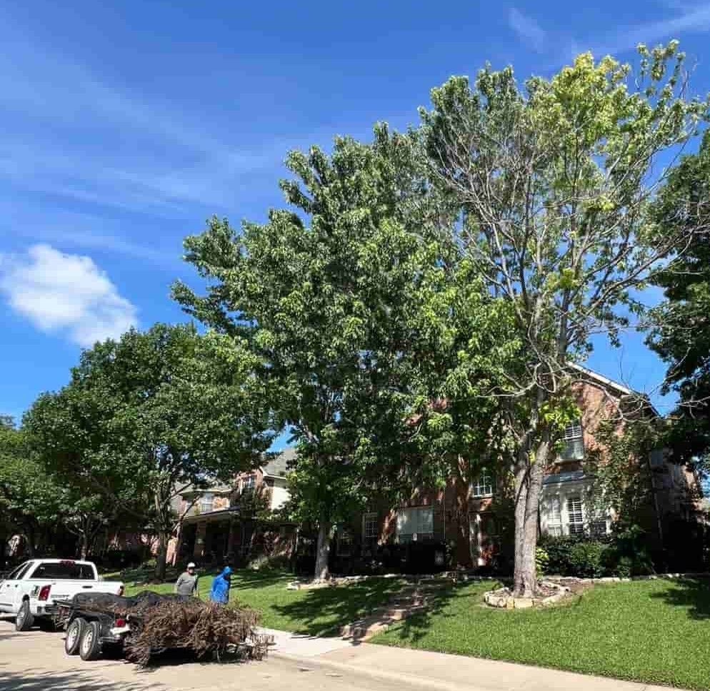 Trees in front of a house. Workers loading yard waste into a trailer. Blue sky.