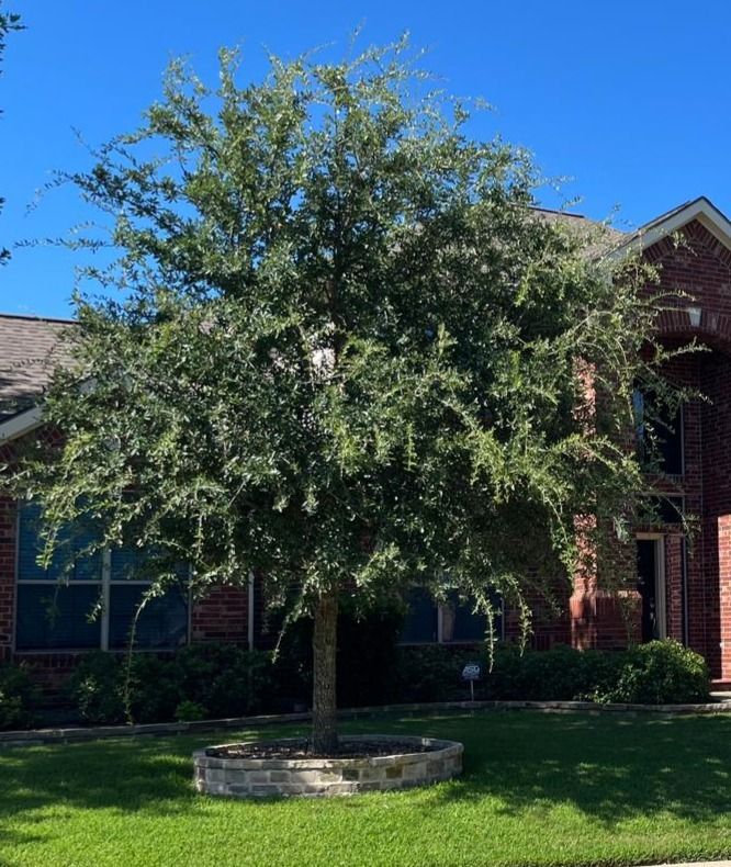 A tree in front of a house that needs pruning work.