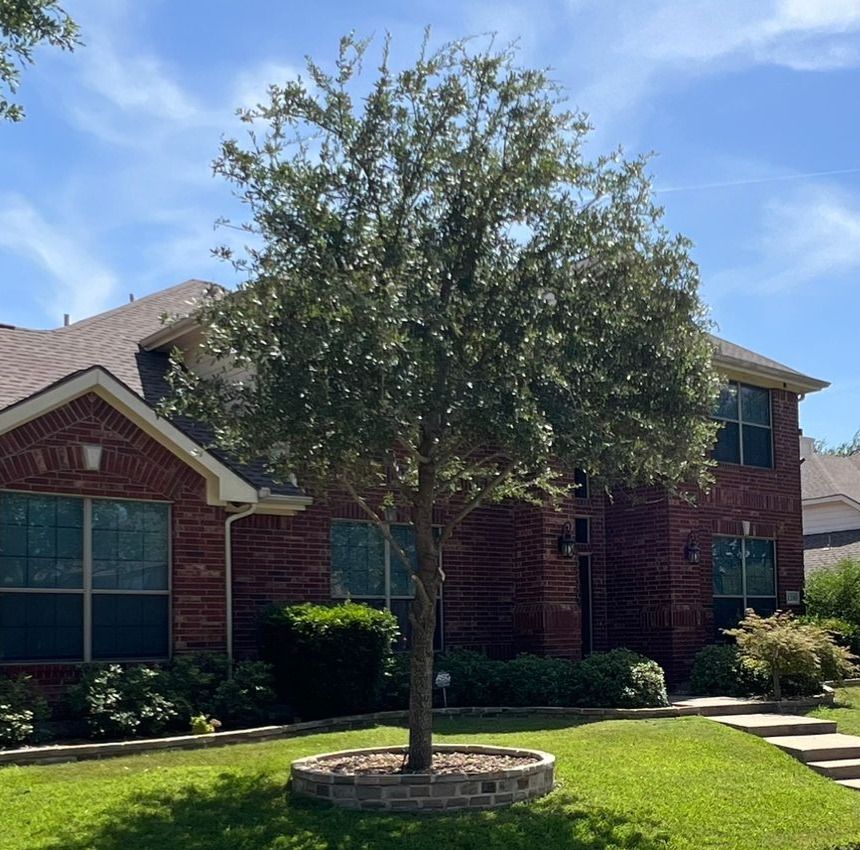 A tree in front of a house that has been pruned.