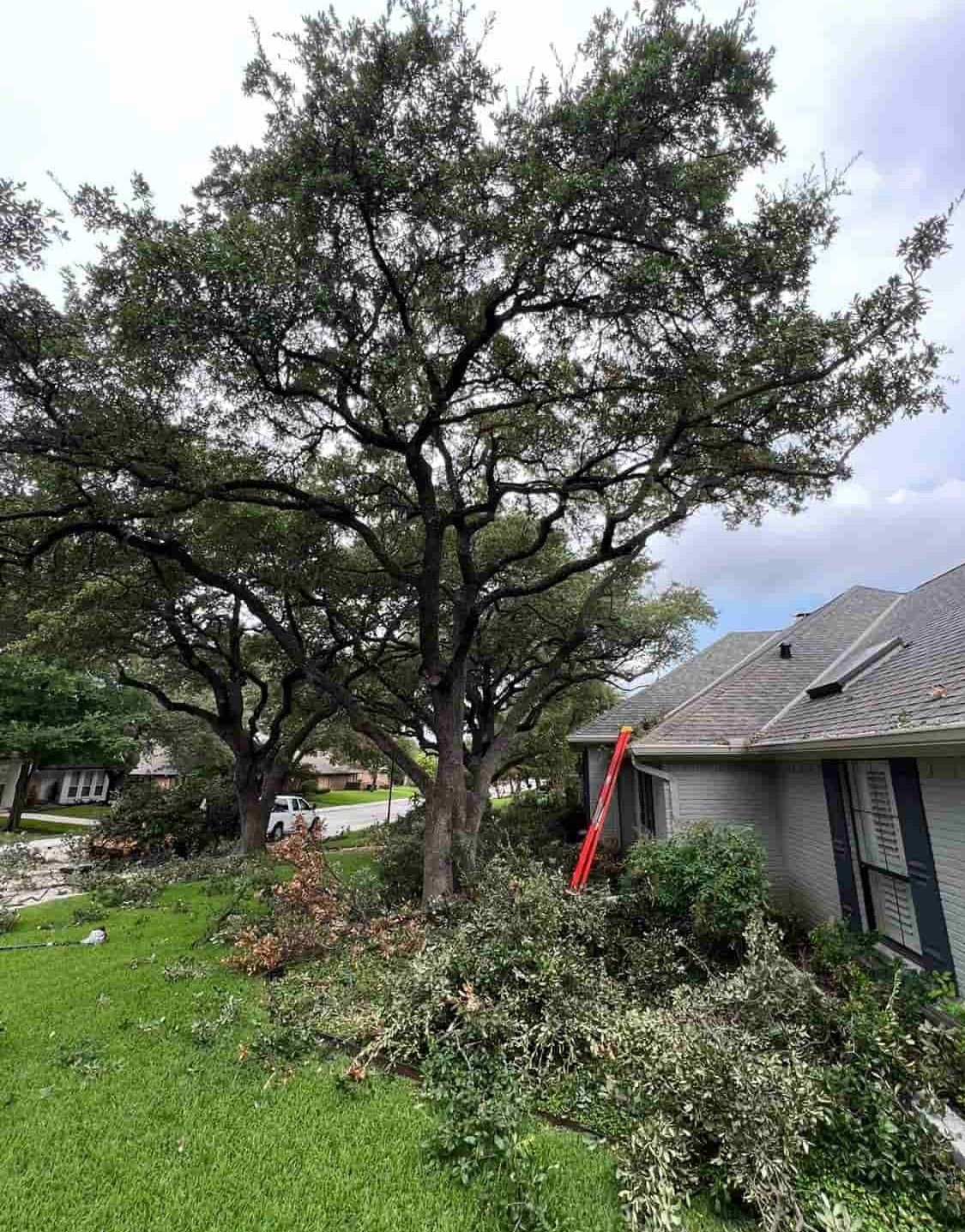 A large tree next to a house with branches trimmed, yard debris, and a ladder against the roof.