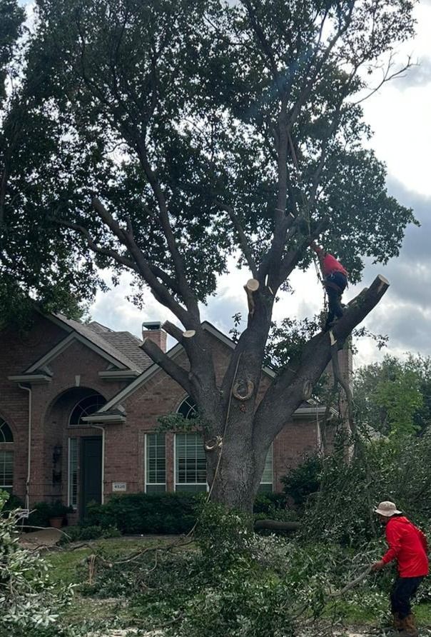 A team of men are in the process of removing a large tree that is in front of a house.