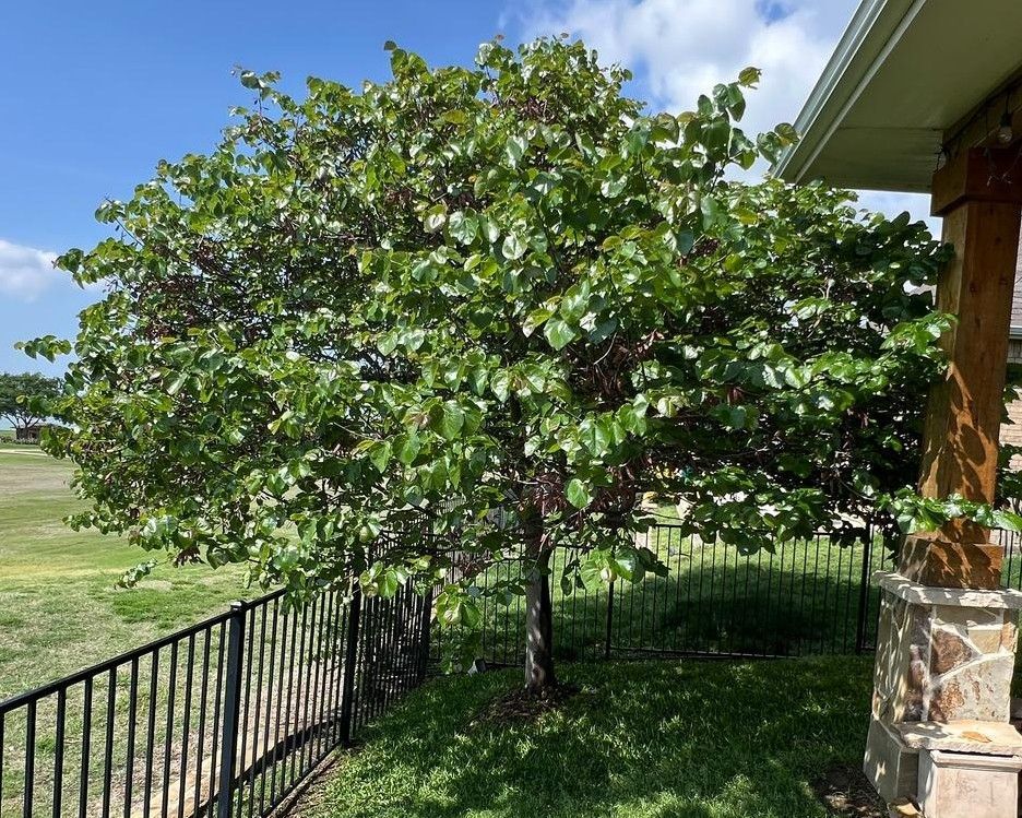 Tree with green leaves next to a house with a stone column and a black fence on a sunny day.