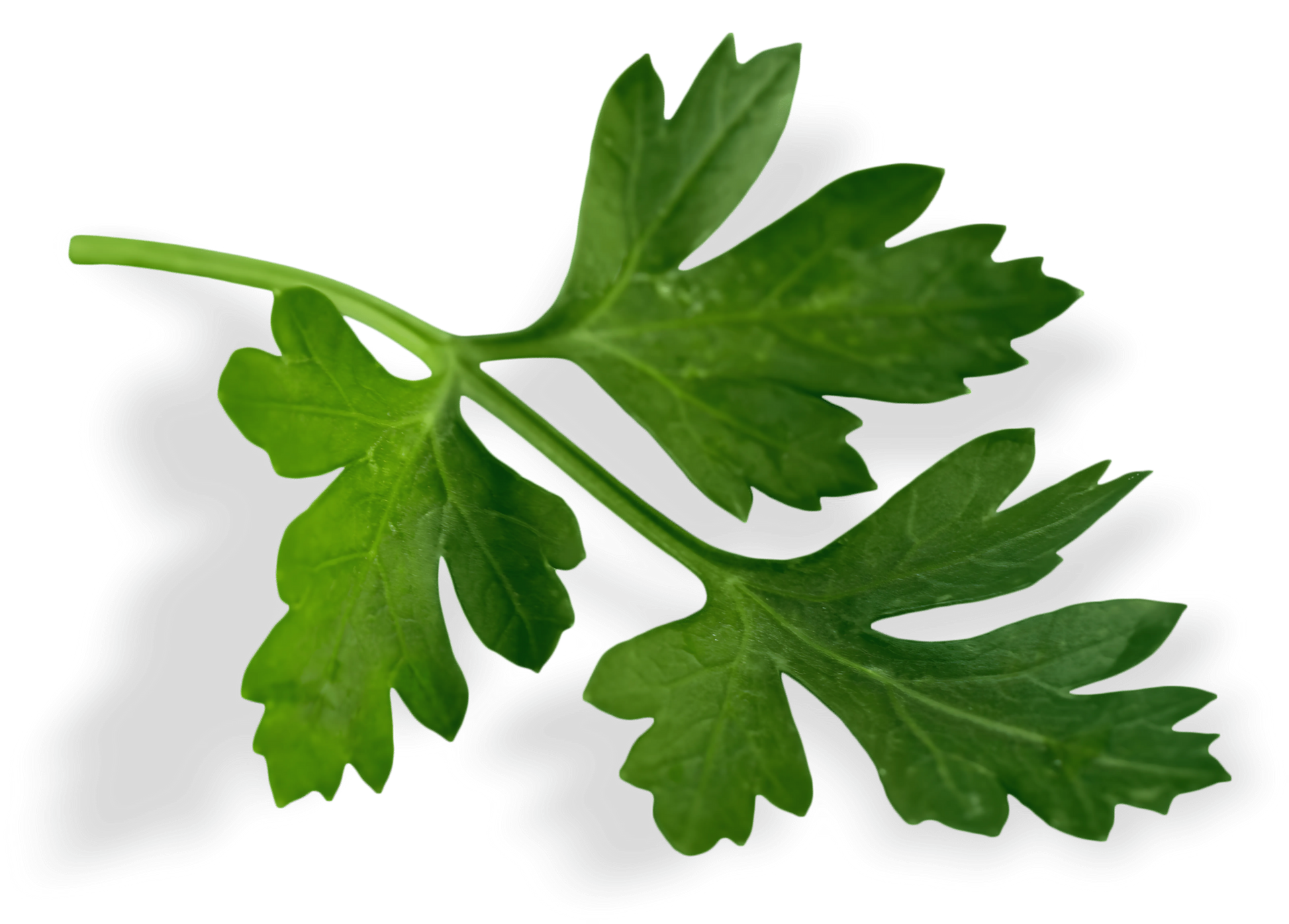 A close up of a parsley leaf on a white background