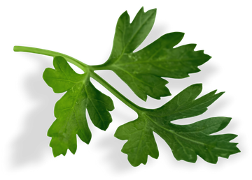 A close up of a parsley leaf on a white background