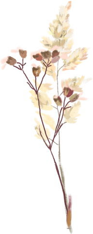 Dried botanical, beige and brown, delicate stems and seed heads.