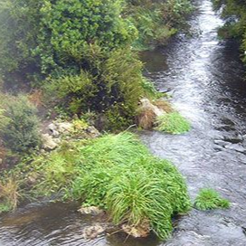 Ein fließender Bach mit einer kleinen, grasbewachsenen Insel und üppiger, grüner Vegetation am Ufer.