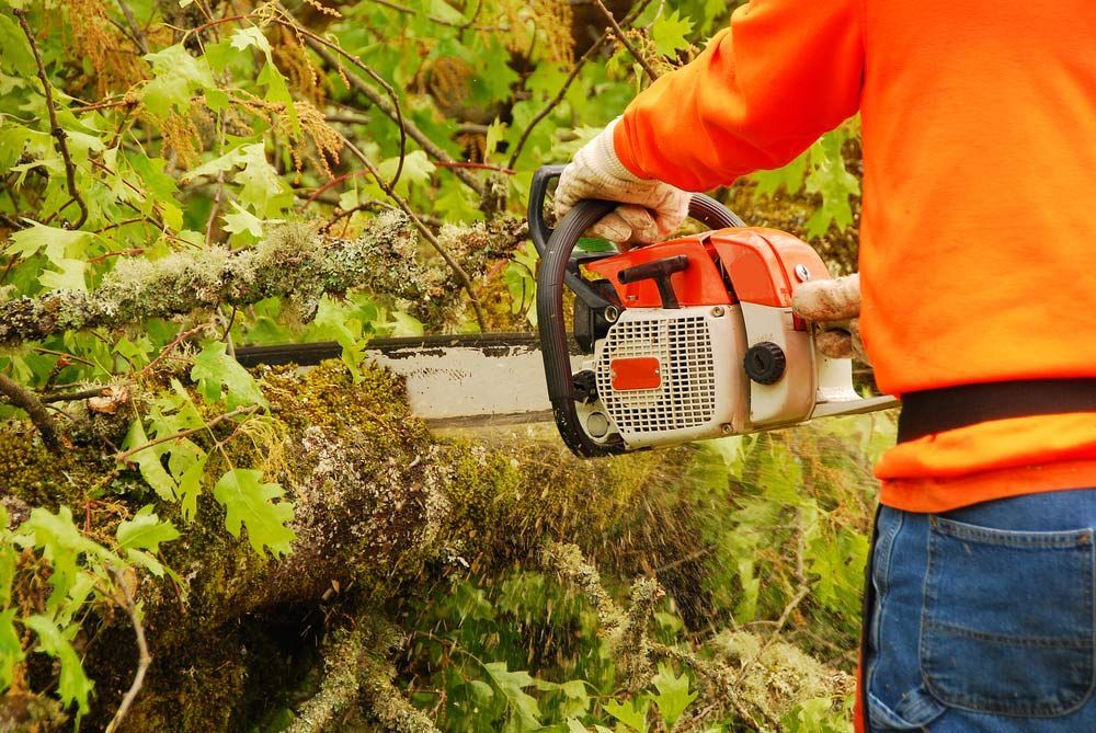 A Man is Cutting a Tree Branch With a Chainsaw — Coastal Arborist Services in Bowen, QLD