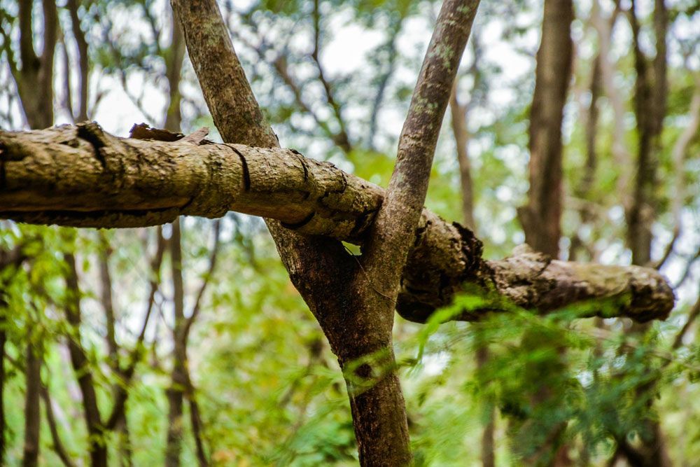 A Tree Branch With a Hole in It in the Middle of a Forest — Coastal Arborist Services in Cannonvale, QLD