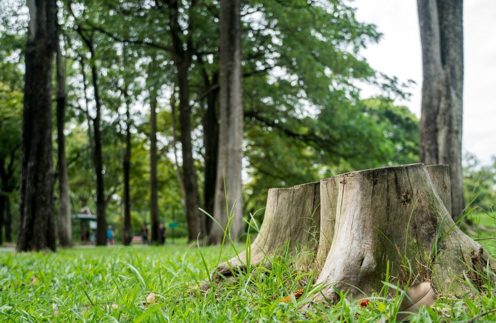 A Group of Tree Stumps Sitting in the Grass in a Park — Coastal Arborist Services in Airlie Beach, QLD