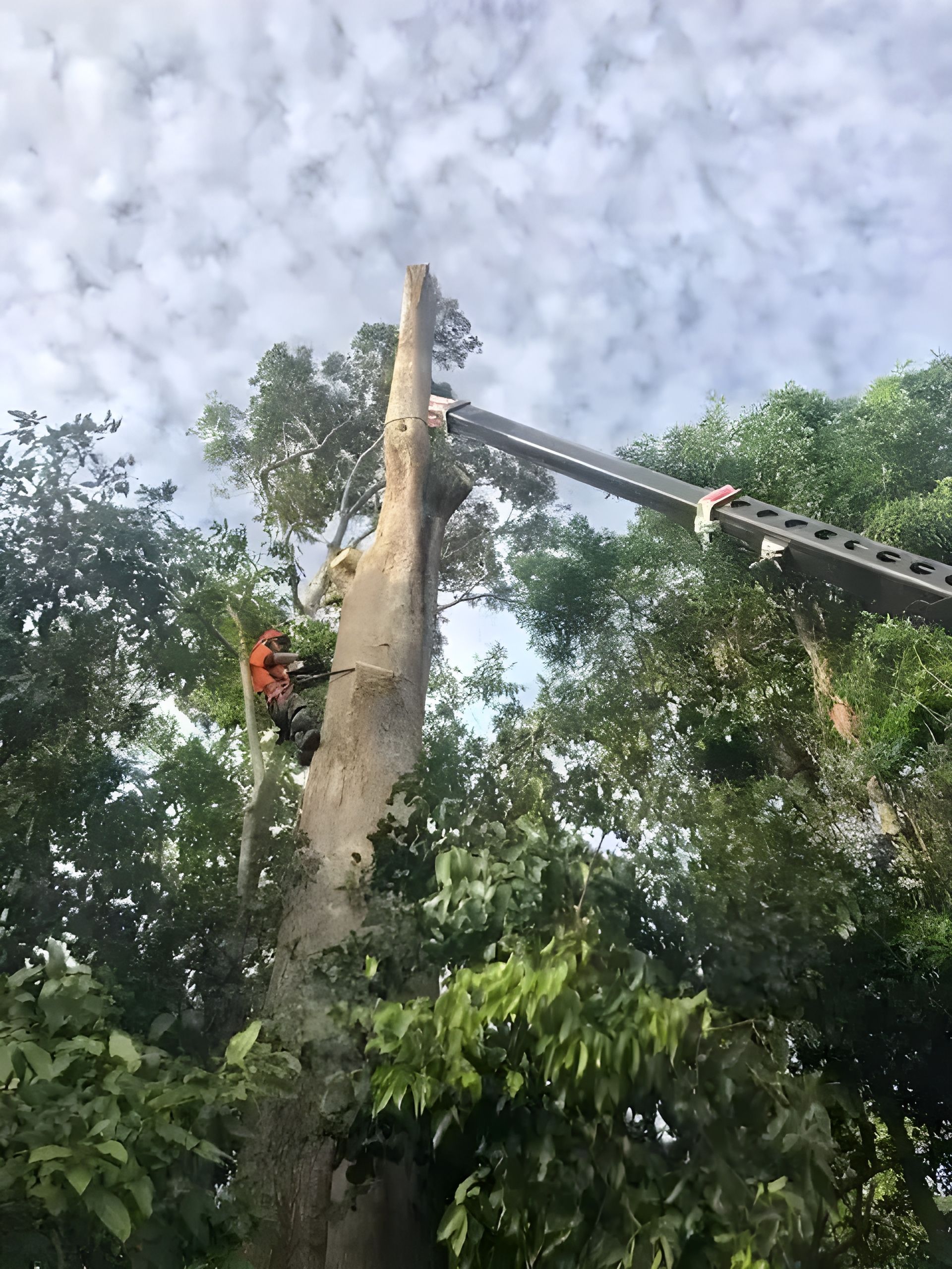 A Man is Cutting Down a Tree With a Crane — Coastal Arborist Services in Proserpine, QLD