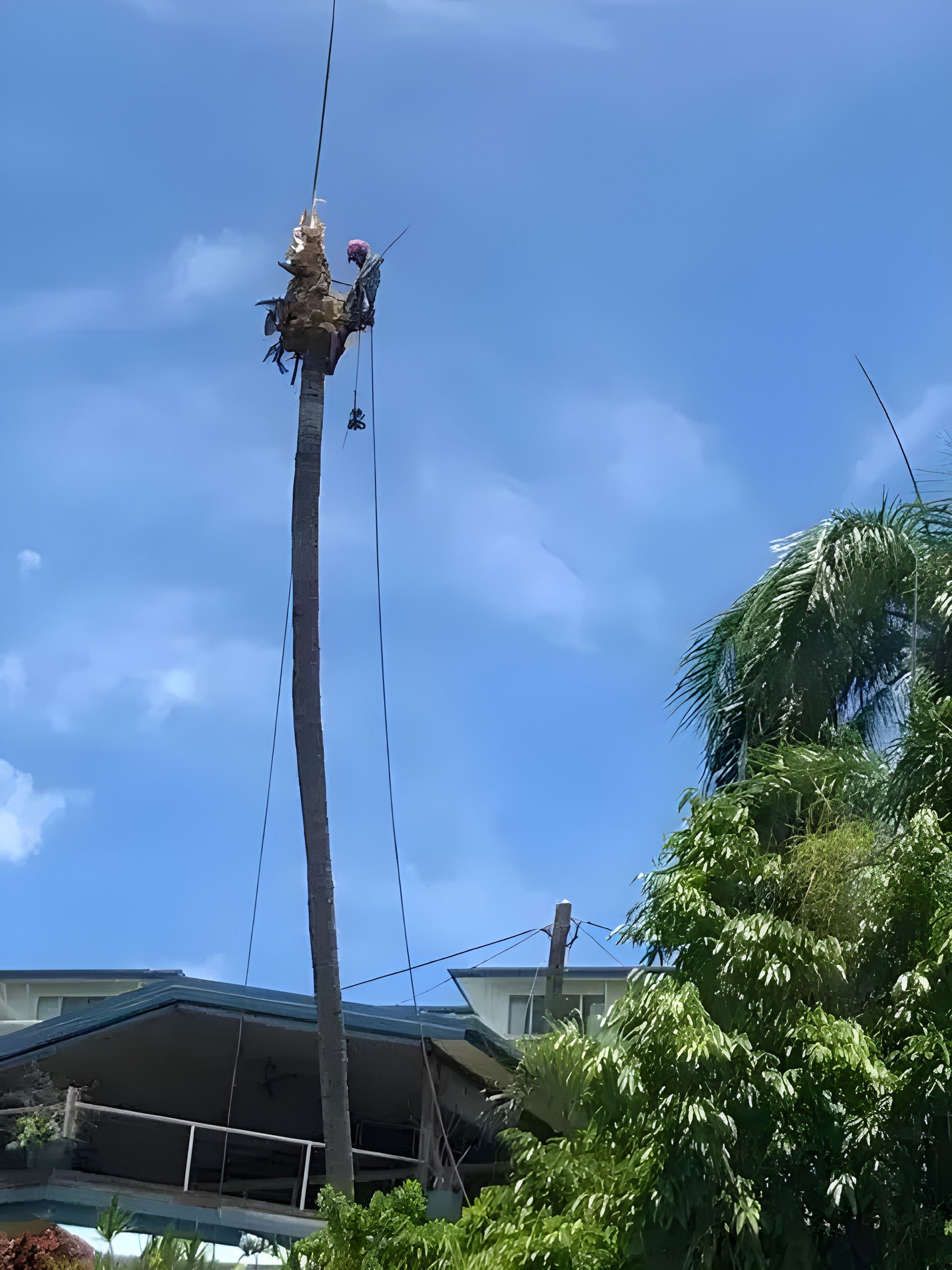 A Crane is Lifting a Palm Tree in Front of a House — Coastal Arborist Services in Whitsundays, QLD