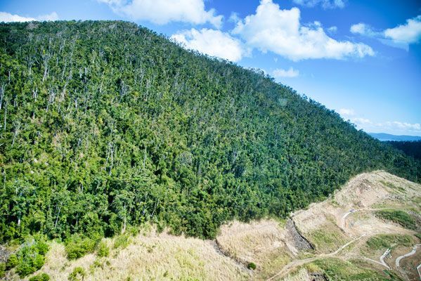 An Aerial View of a Mountain Covered in Trees on a Sunny Day — Coastal Arborist Services in Whitsundays, QLD