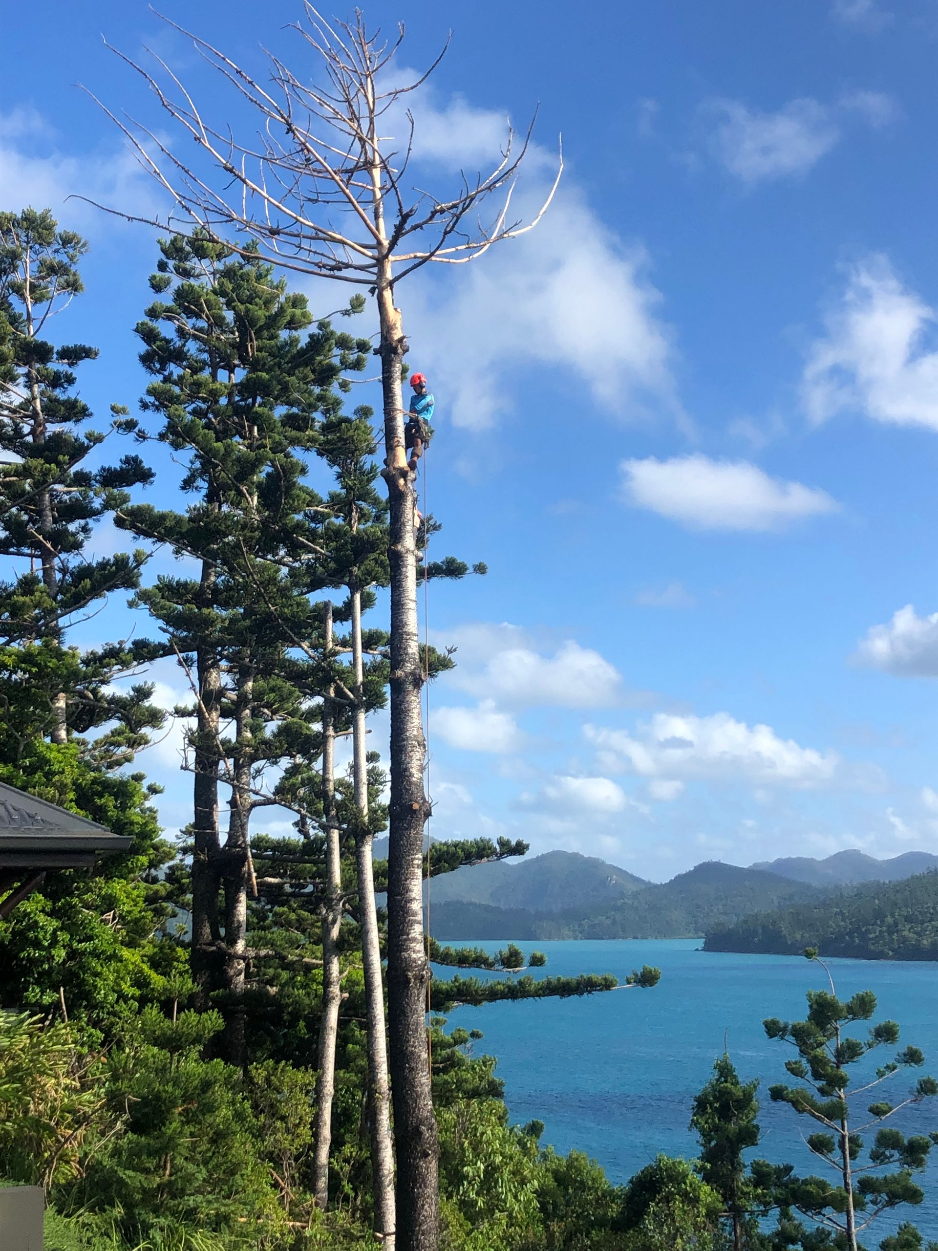 A Man Climbing Tree for a Tree Service — Coastal Arborist Services in Whitsundays, QLD