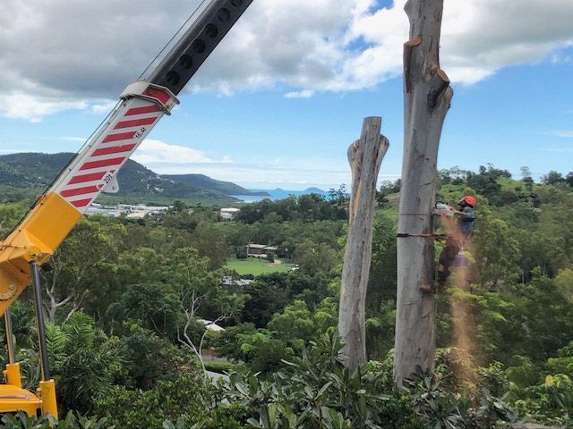 A Crane is Cutting Down a Tree in the Woods — Coastal Arborist Services in Proserpine, QLD