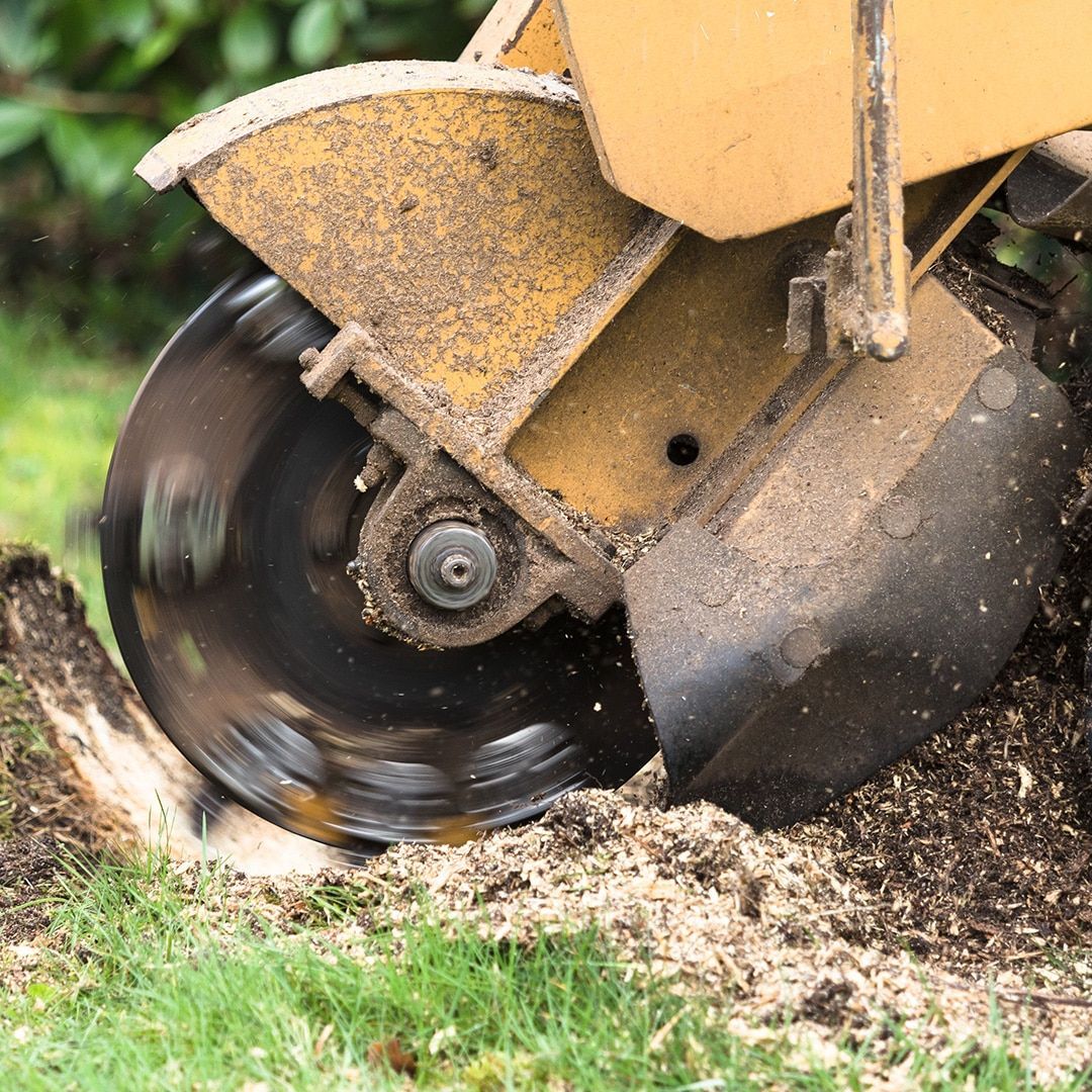 A Stump Grinder is Cutting a Tree Stump in a Yard — Coastal Arborist Services in Whitsundays, QLD
