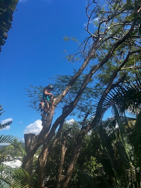 A man in a tree removing it — Coastal Arborist Services in Whitsundays, QLD
