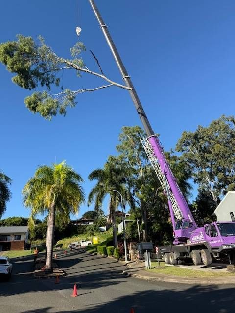 Purple Crane Lifting a Tall Tree Beside Palm Trees — Coastal Arborist Services in Whitsunday, QLD