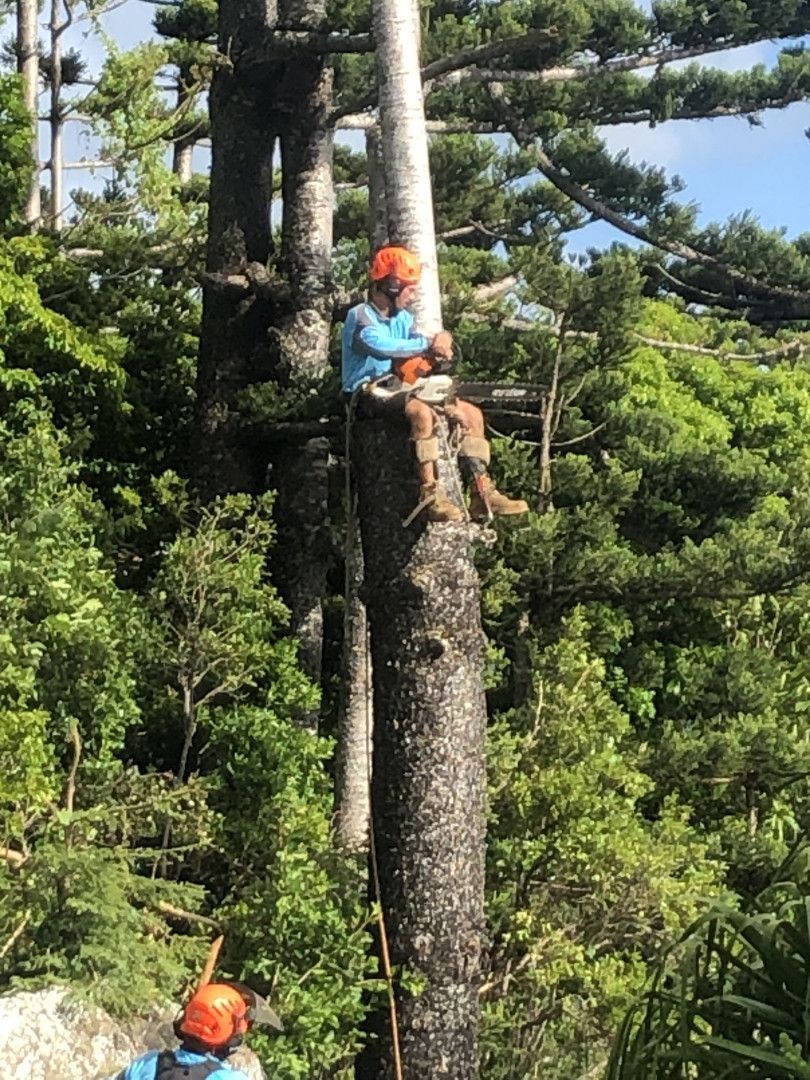 Climber in Orange Helmet and Blue Shirt Rappels Down a Tall Tree — Coastal Arborist Services in Whitsunday, QLD