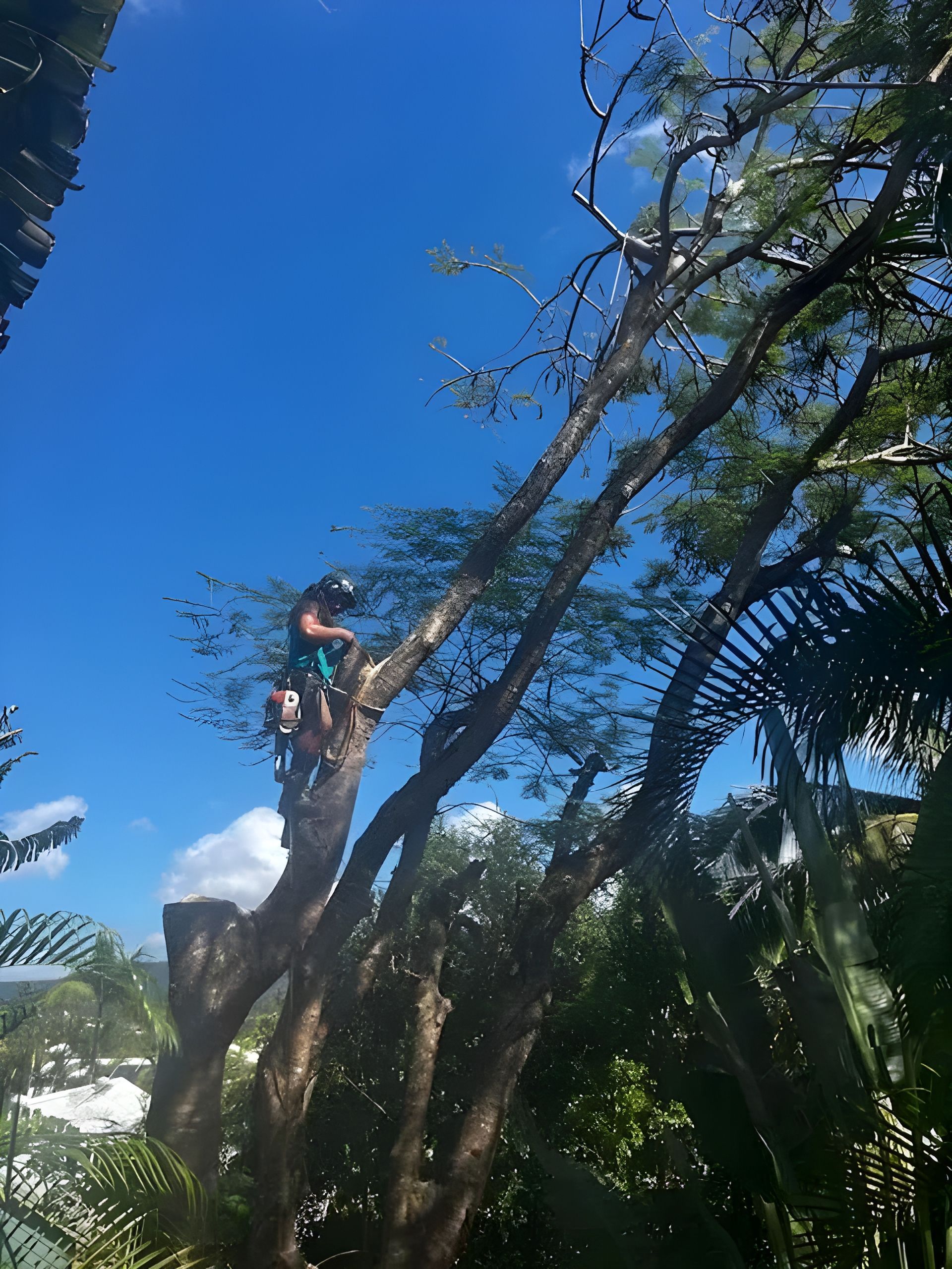 A Man Climbing A Tree To Cut It Down — Coastal Arborist Services in Whitsundays, QLD