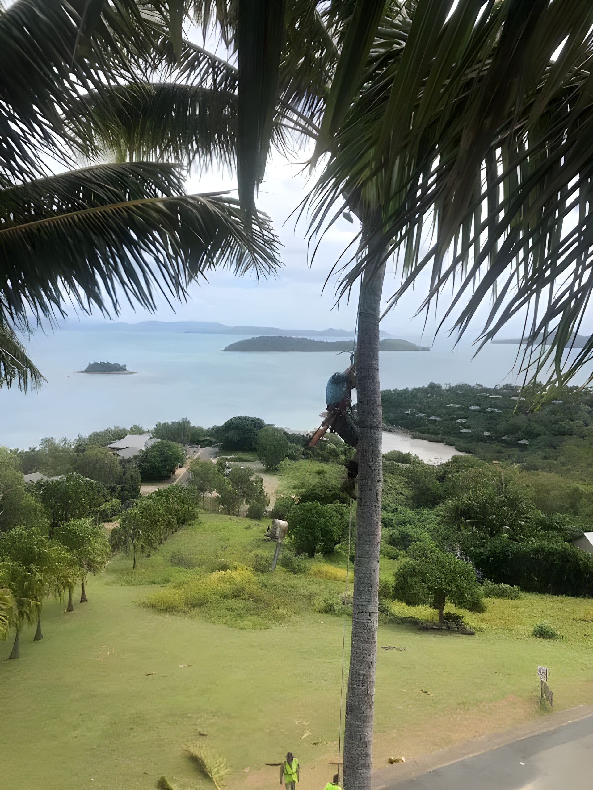 A Man is Climbing a Palm Tree for a Tree Service — Coastal Arborist Services in Whitsundays, QLD