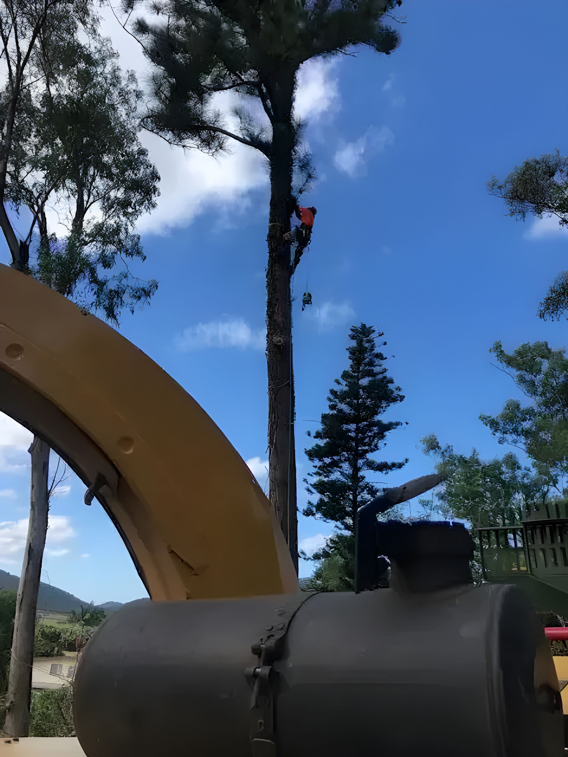 A Man is Climbing a Tree With a Chainsaw — Coastal Arborist Services in Proserpine, QLD