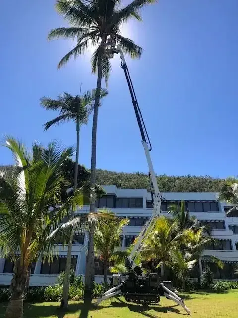 A Crane is Lifting a Palm Tree in Front of a Building — Coastal Arborist Services in Proserpine, QLD