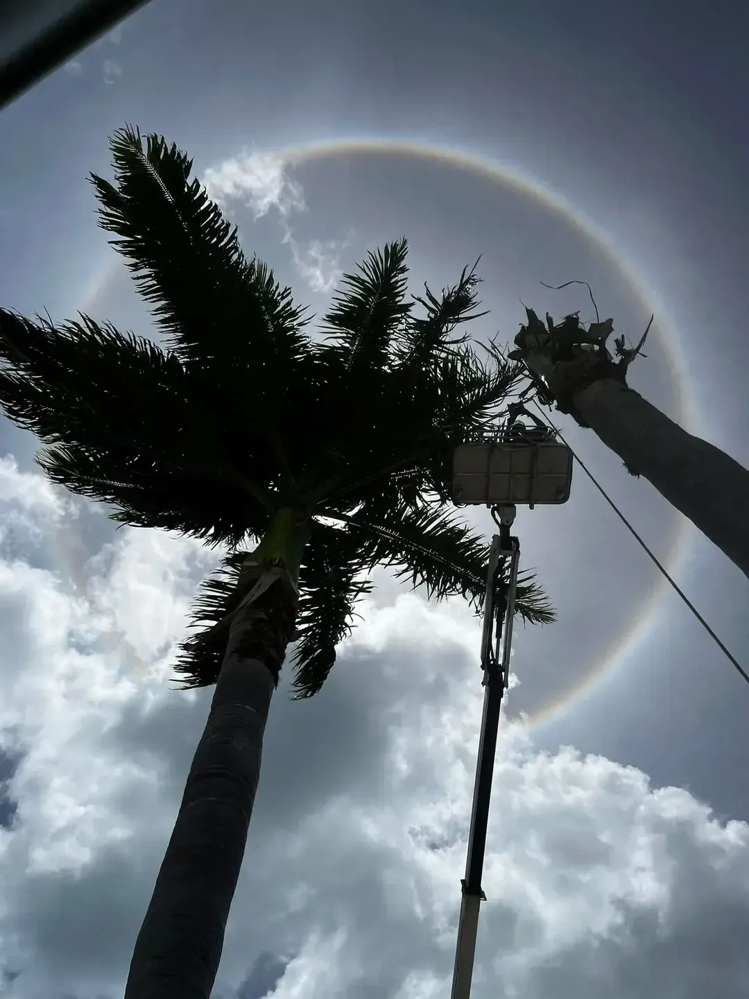 A Palm Tree is Silhouetted Against a Cloudy Sky — Coastal Arborist Services in Bowen, QLD