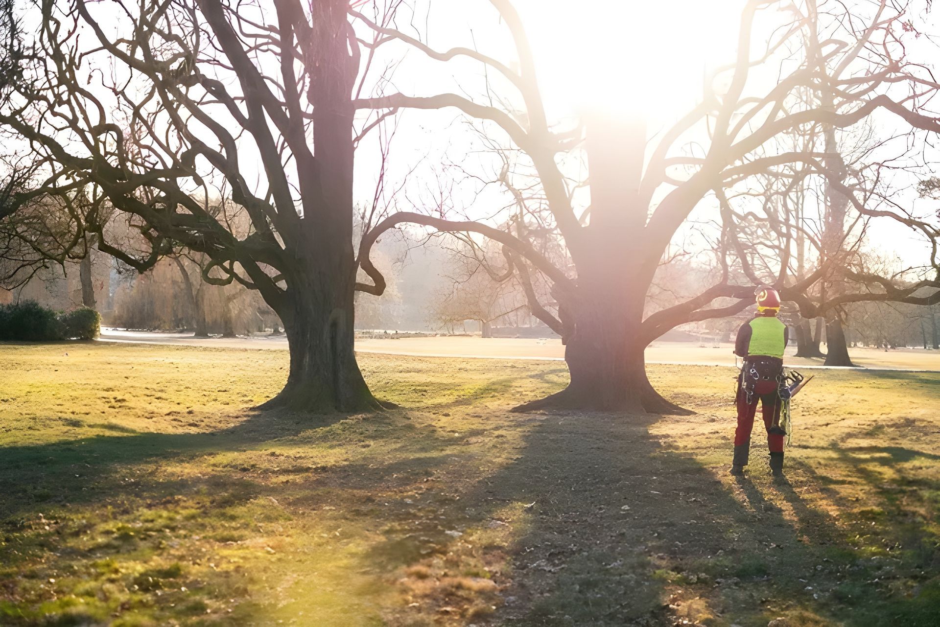 A Man is Standing in a Park Looking at Trees — Coastal Arborist Services in Bowen, QLD