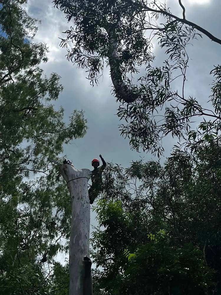 A man is climbing a tree in the woods — Coastal Arborist Services in Bowen, QLD