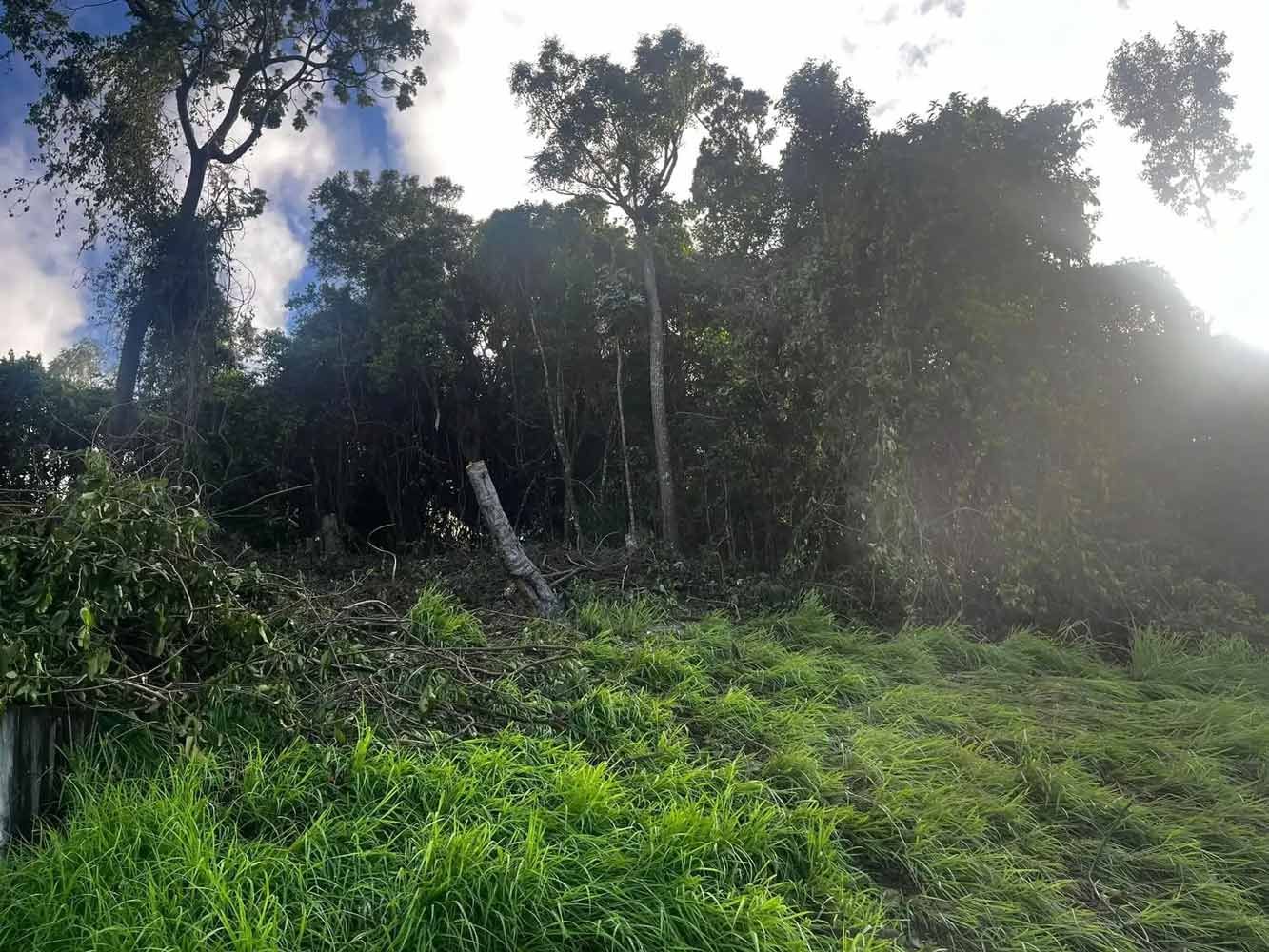A Lush Green Field With Trees in the Background — Coastal Arborist Services in Proserpine, QLD