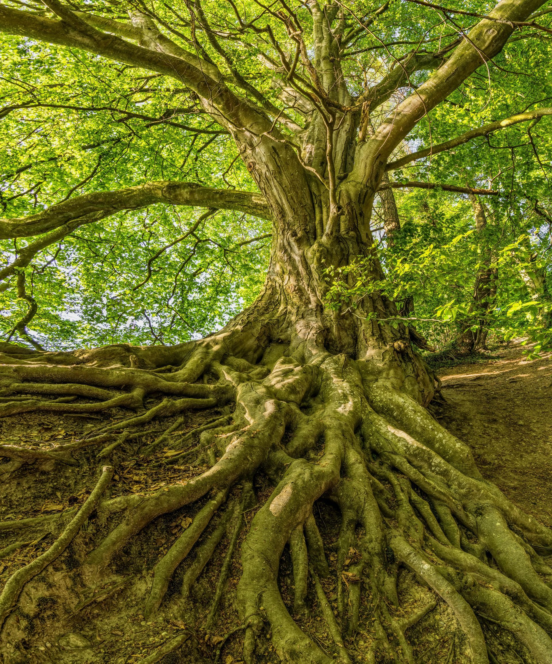 Tree with exposed roots, green leaves, and sunlight.
