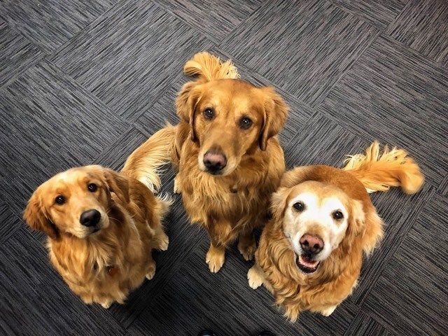 Three golden retrievers are looking up at the camera