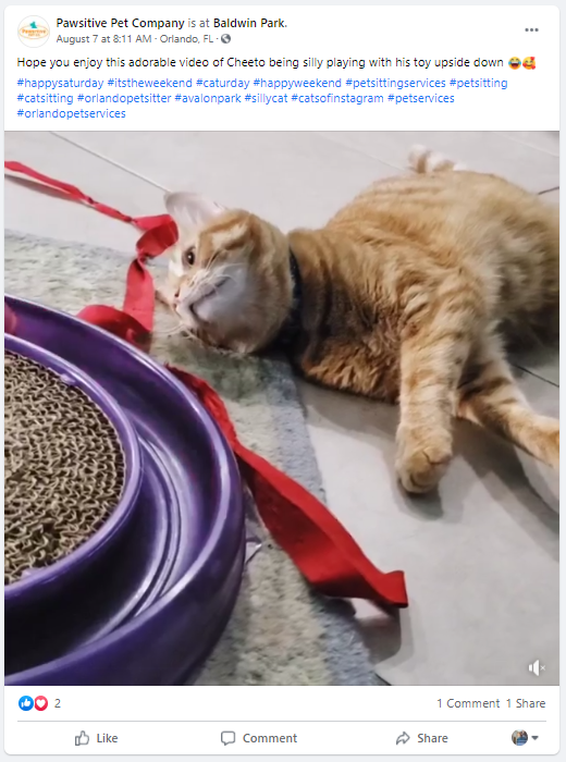 A cat is laying on the floor next to a purple cat toy.