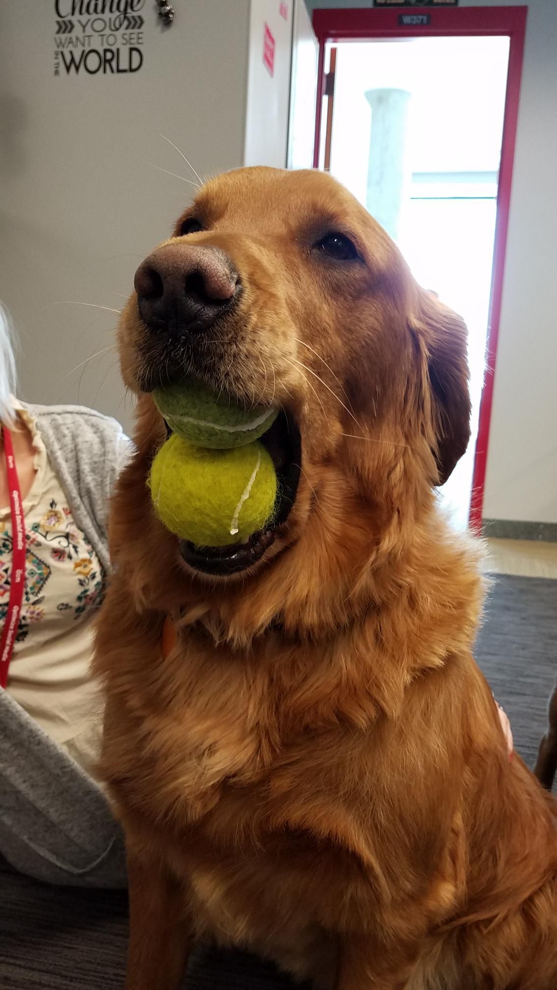 A dog is holding a tennis ball in its mouth.