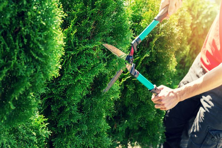 Cutting Thuja Tree With Garden Hedge Clippers — Ogden, PA — County Tree Service